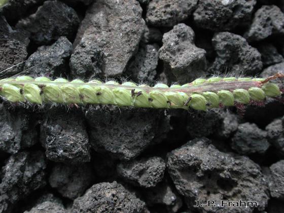 Paspalum dilatatum Poir.